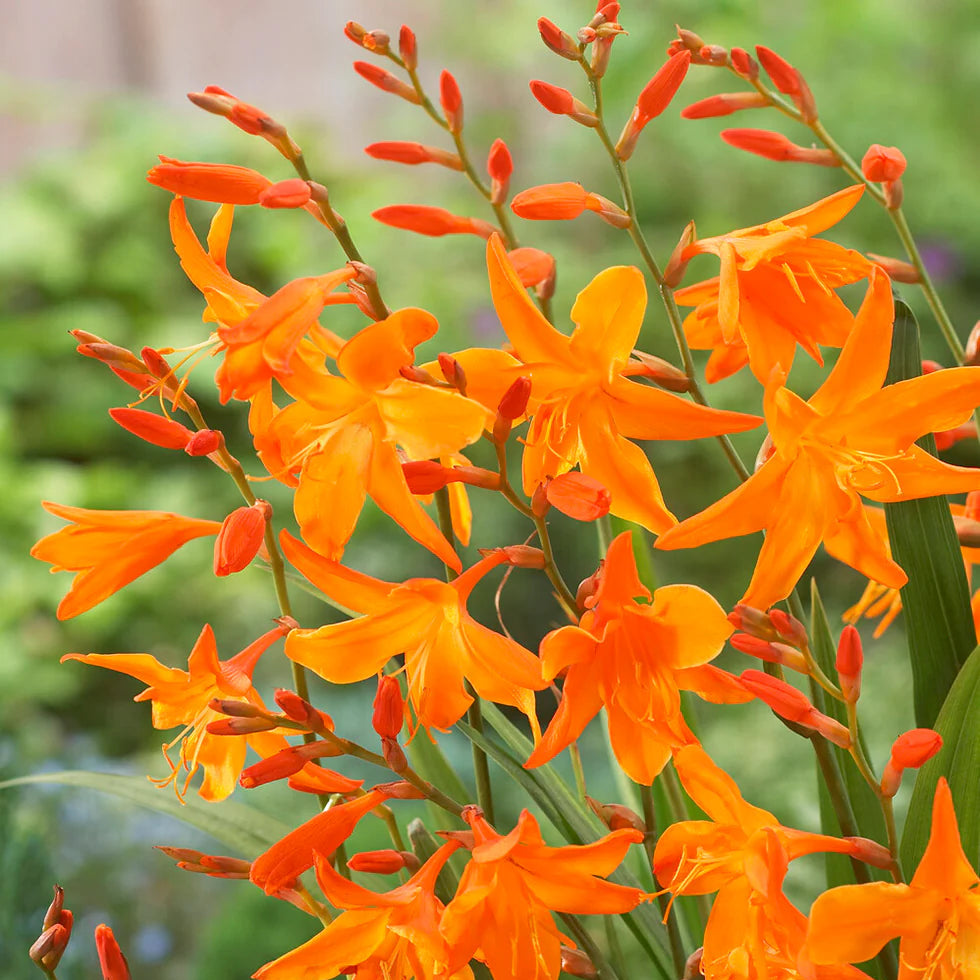 Crocosmia Masoniorum