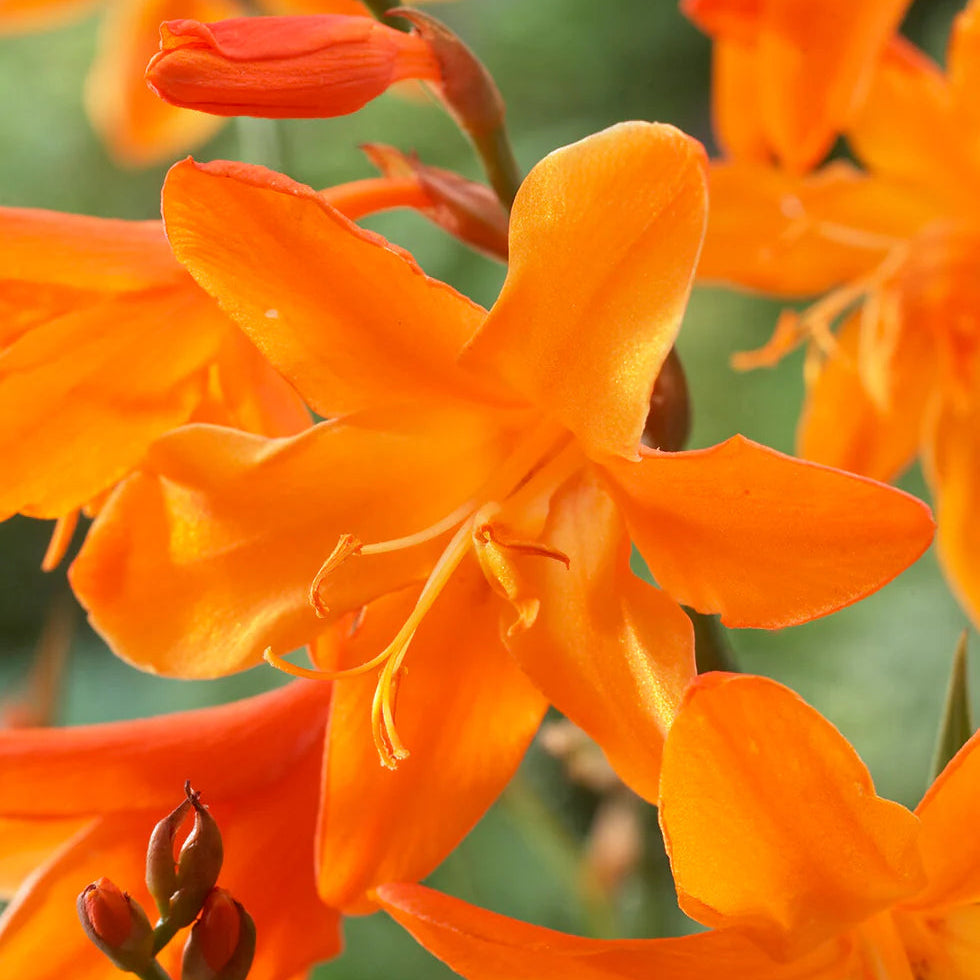 Crocosmia Masoniorum