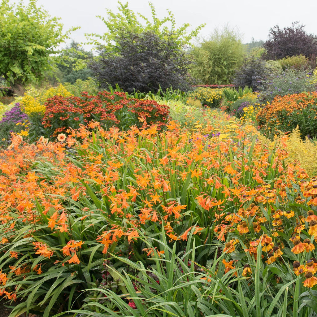 Crocosmia Masoniorum
