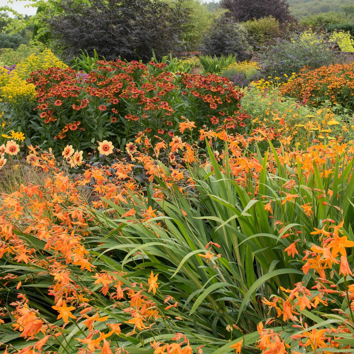 Crocosmia Masoniorum