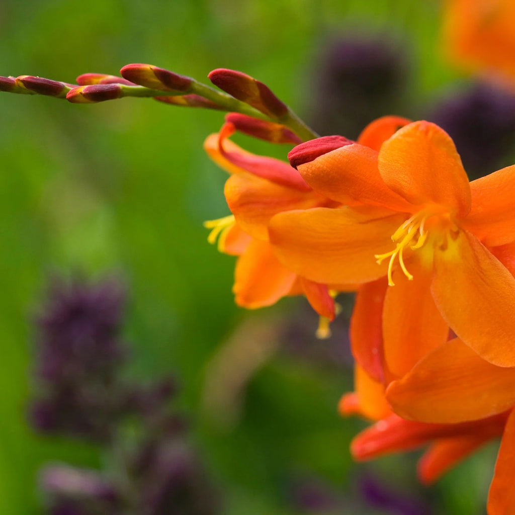 Crocosmia Masoniorum