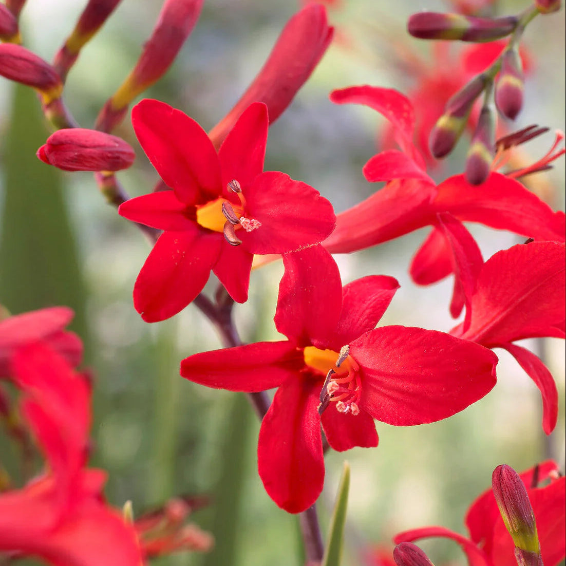 Crocosmia Lucifer