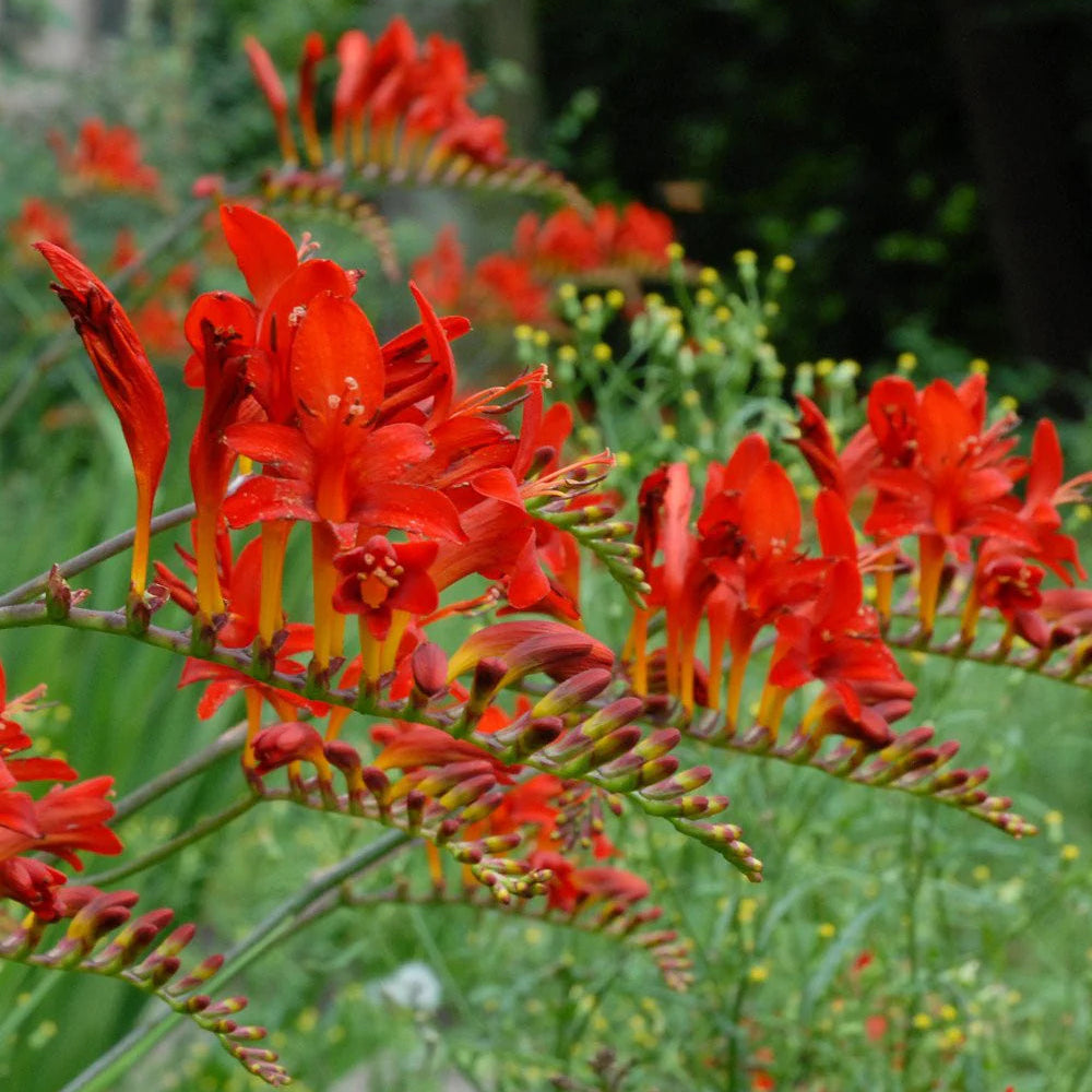 Crocosmia Lucifer