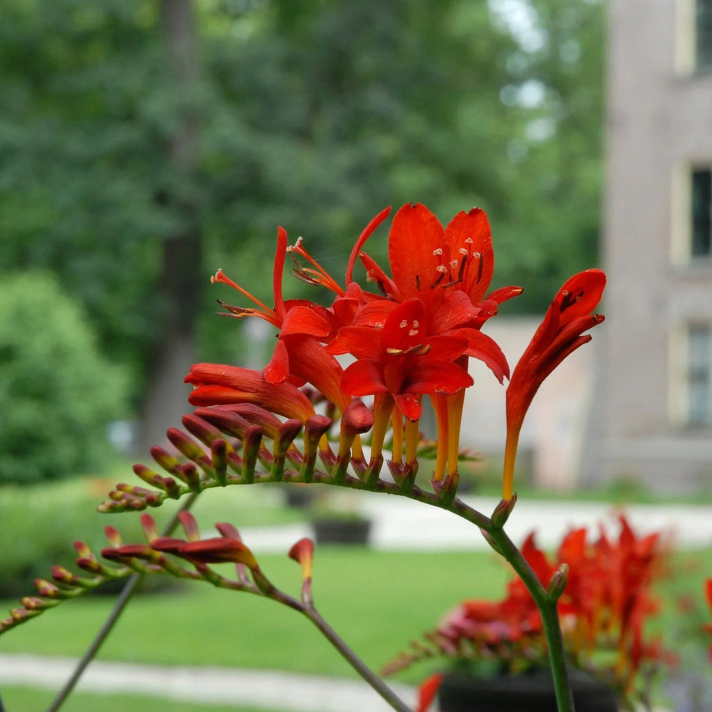 Crocosmia Lucifer
