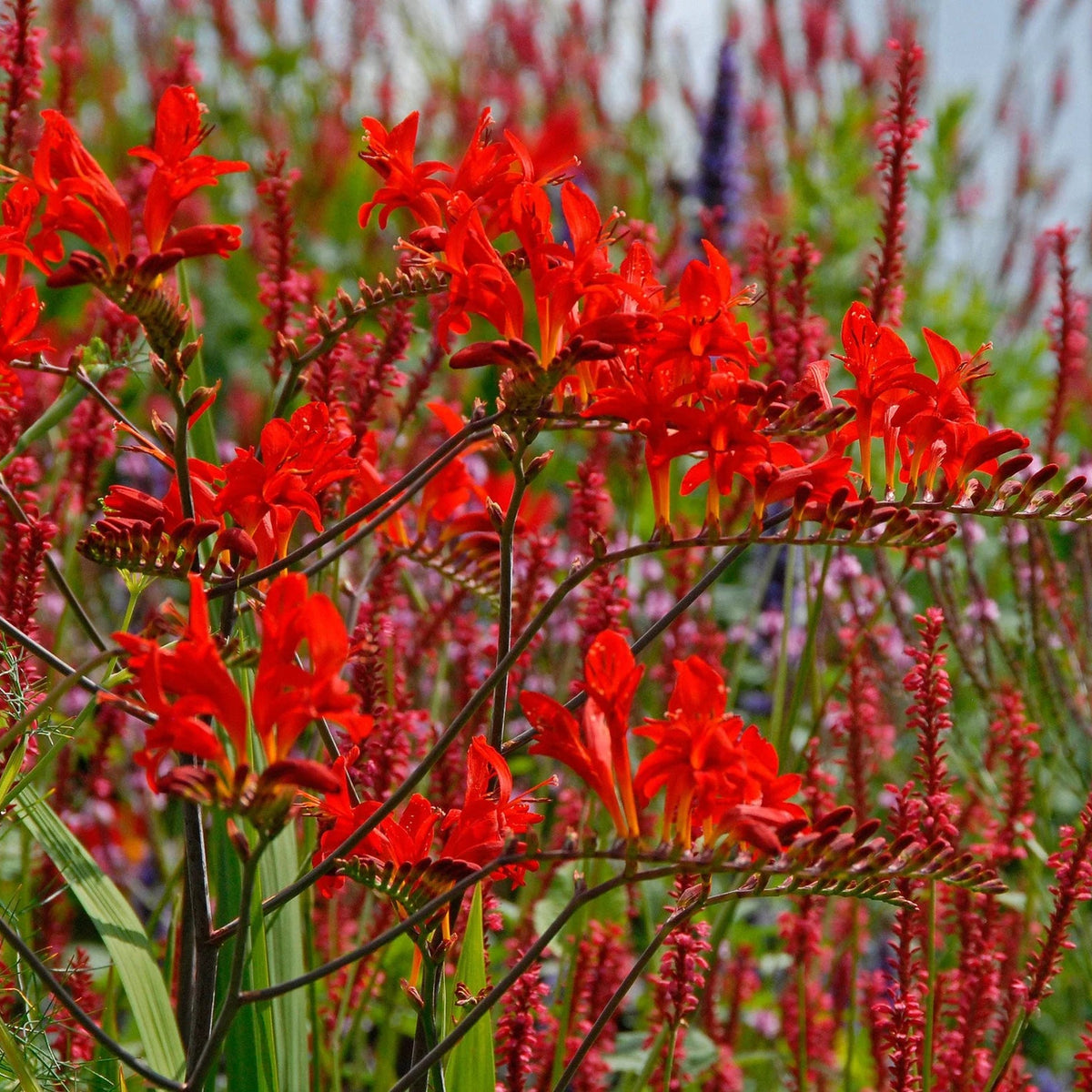 Crocosmia Lucifer