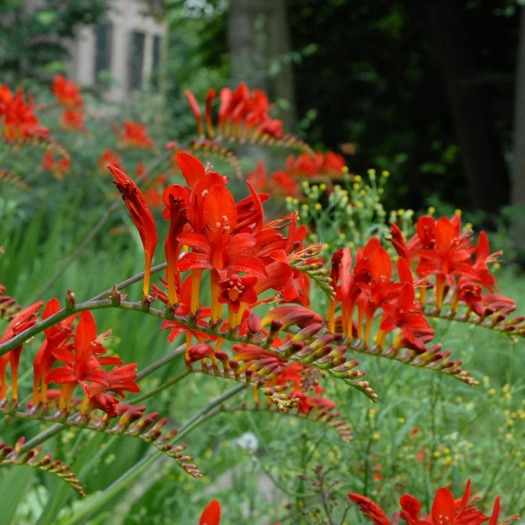 Crocosmia Lucifer