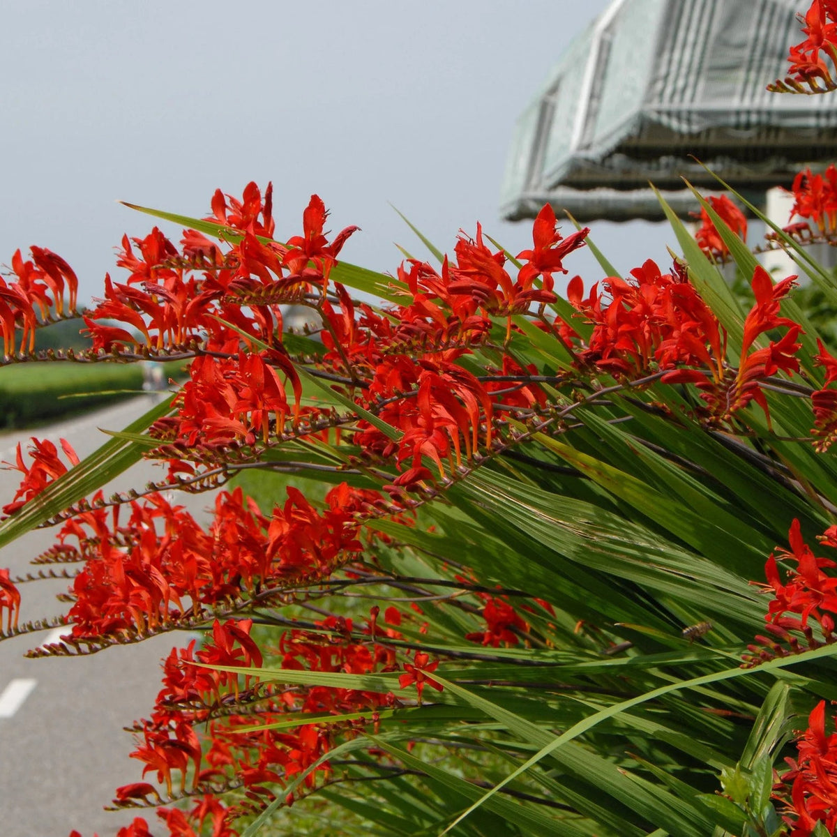 Crocosmia Lucifer