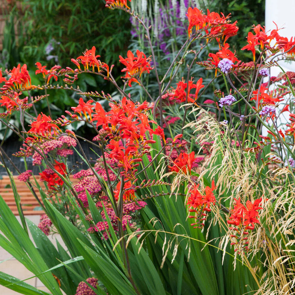 Crocosmia Lucifer