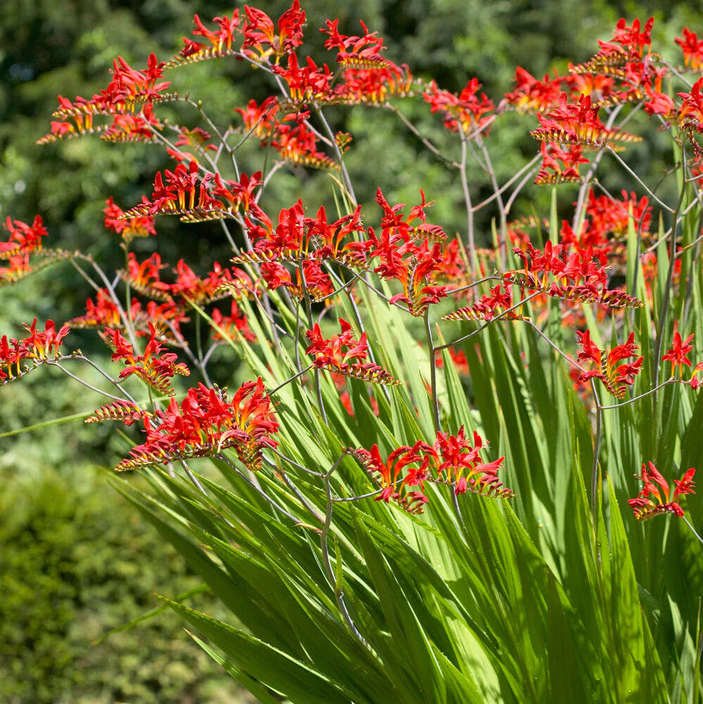 Crocosmia Lucifer Image
