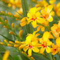 crocosmia-montbretia