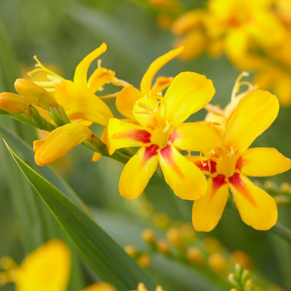 crocosmia-montbretia