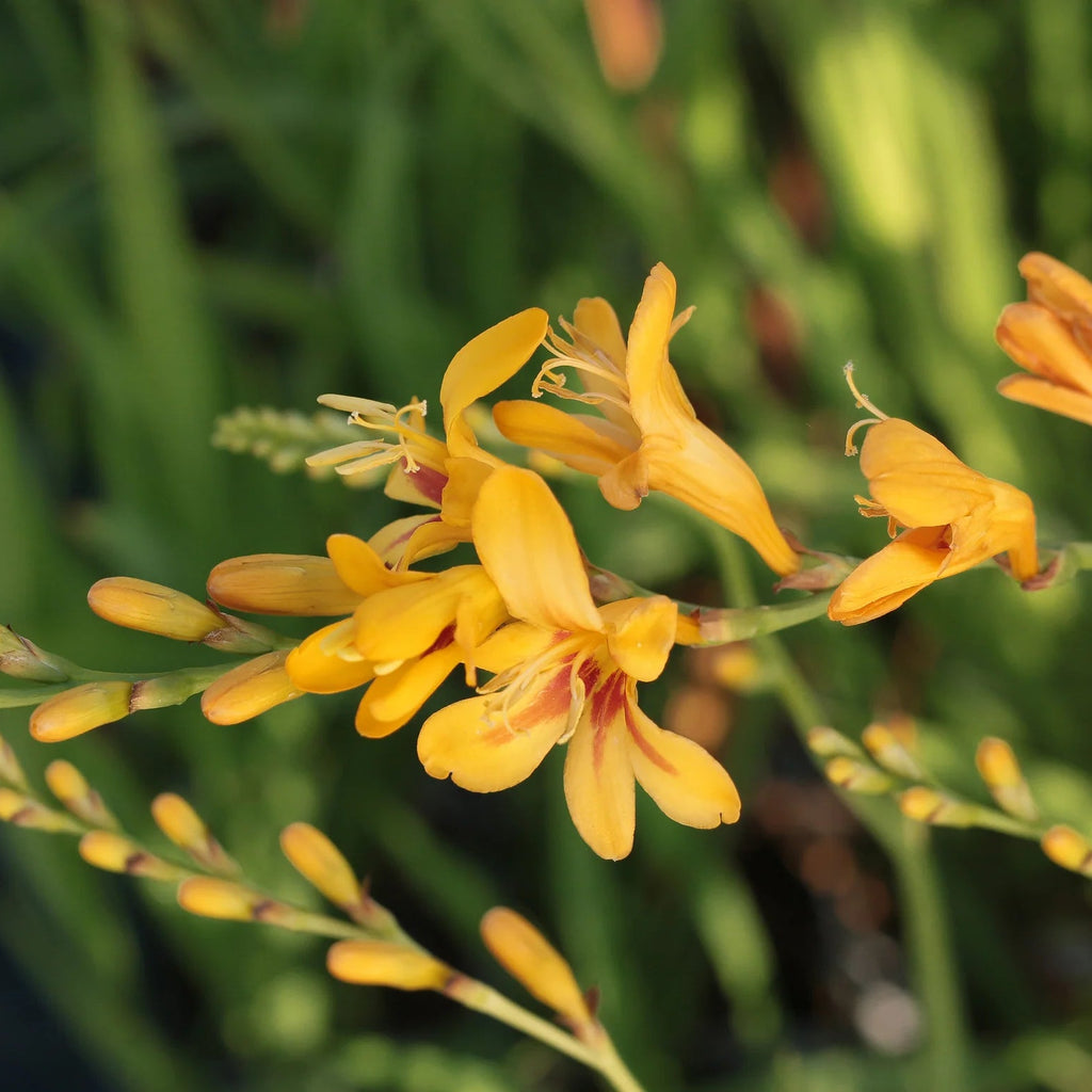 crocosmia-montbretia