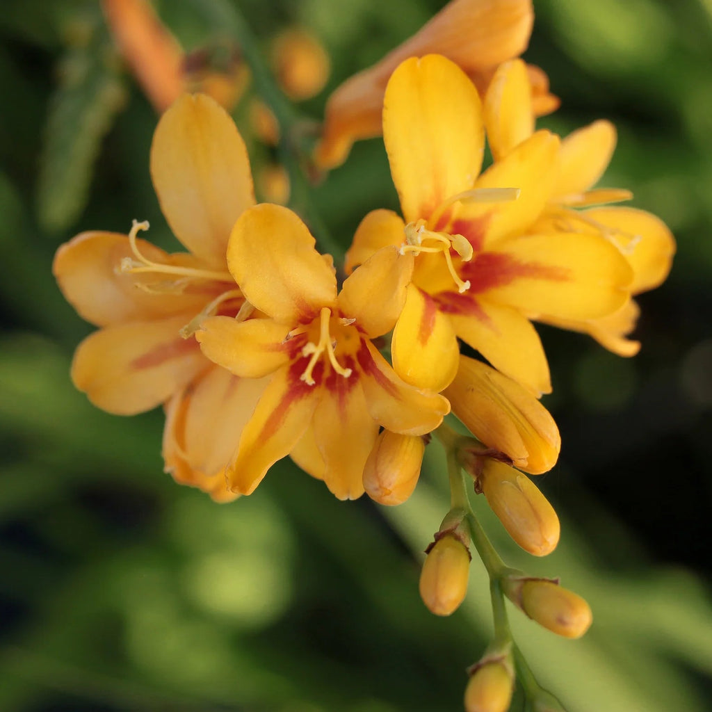 crocosmia-montbretia