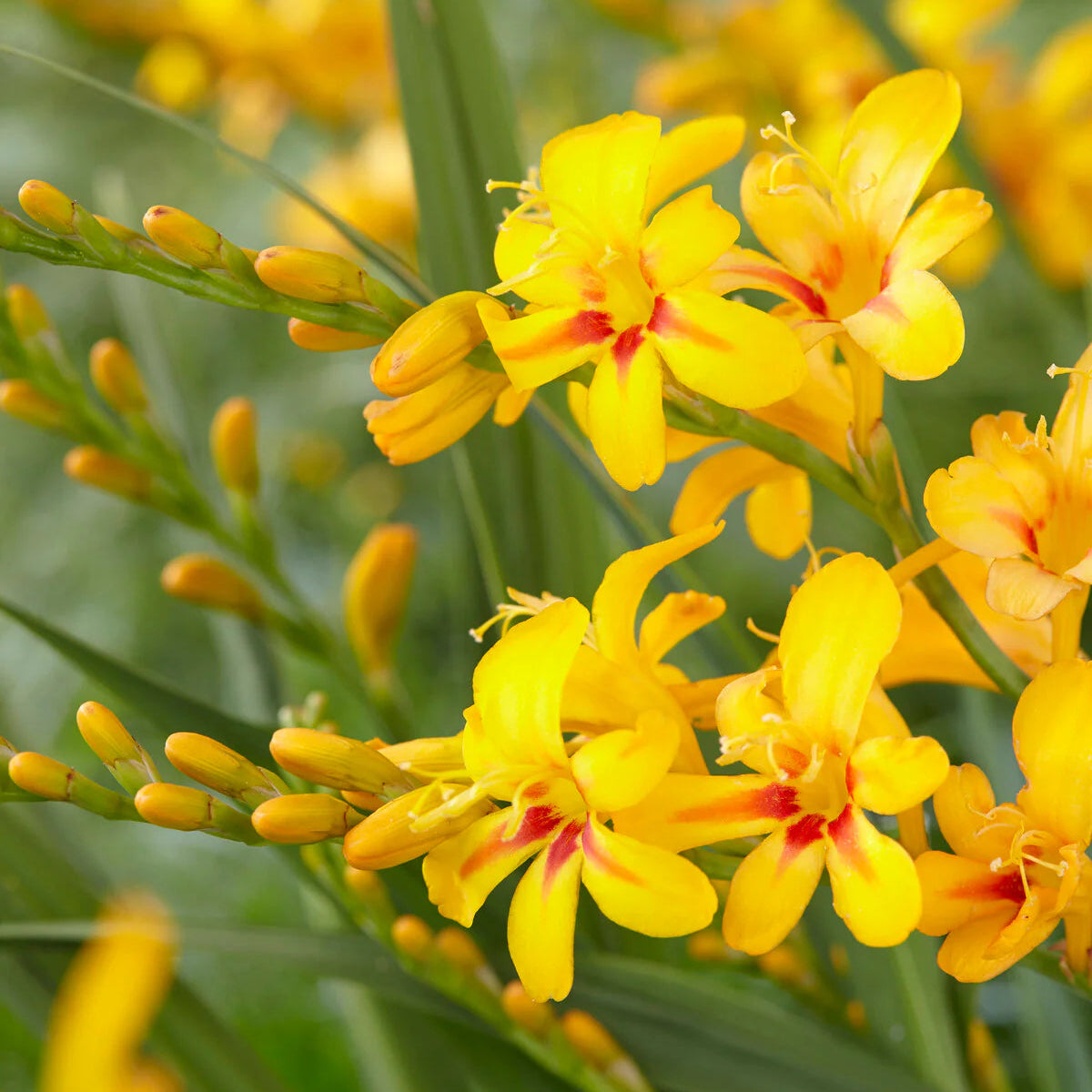 crocosmia-montbretia