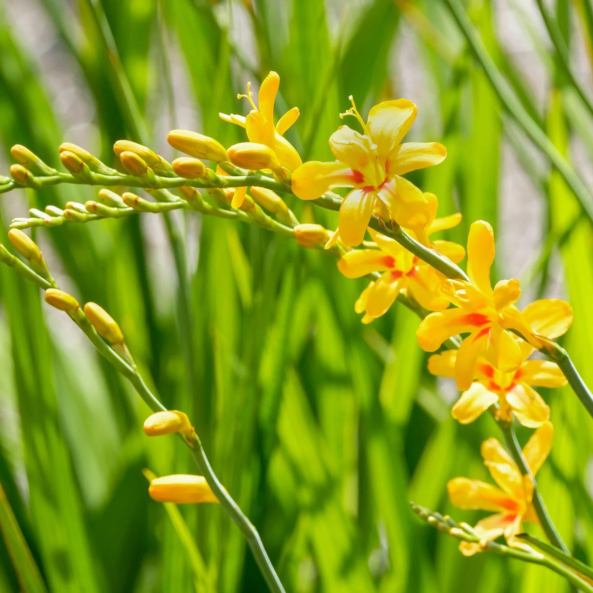 crocosmia-montbretia