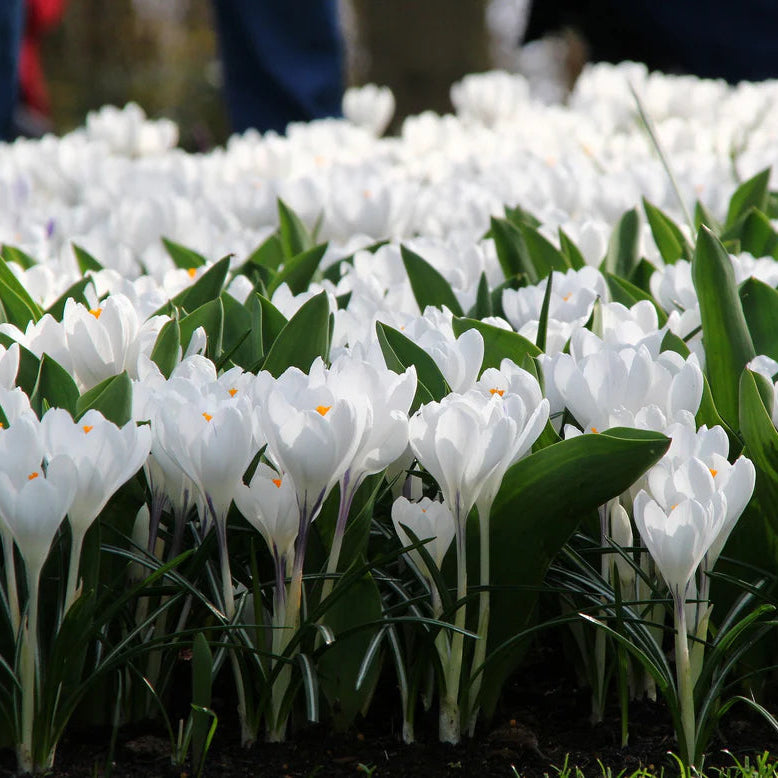 Crocus blanc