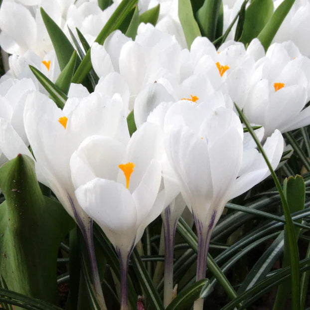 Crocus blanc