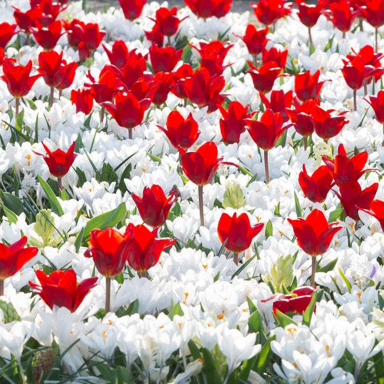 Crocus blanc