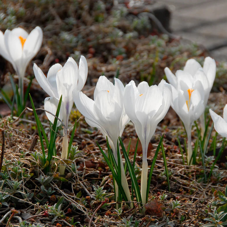 Crocus blanc