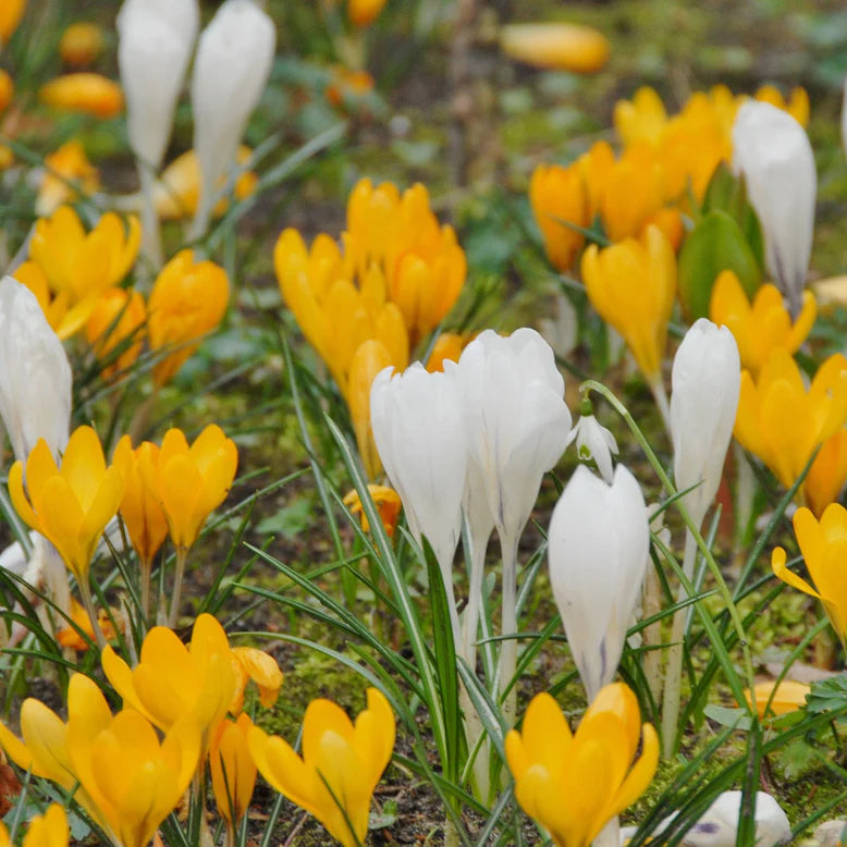 Crocus blanc