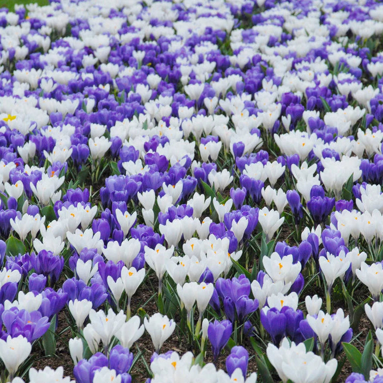 Crocus blanc