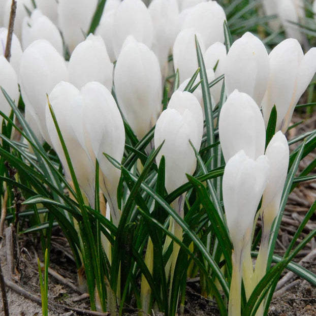 Crocus blanc