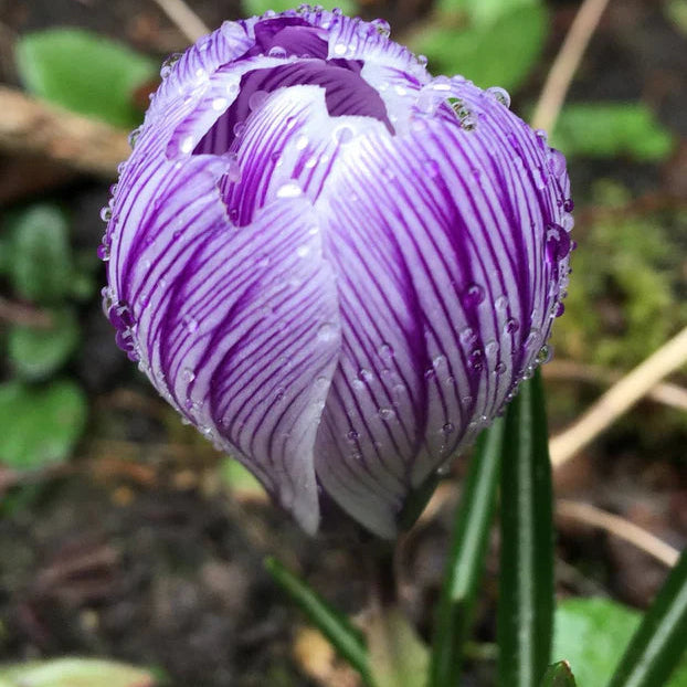 Crocus 'King of Stripe'