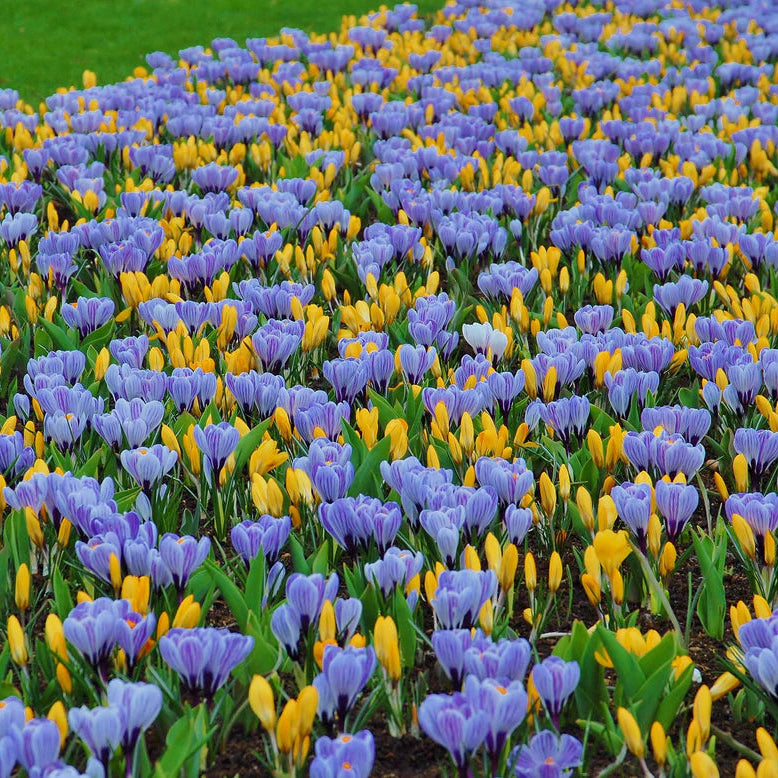 Crocus 'King of Stripe'