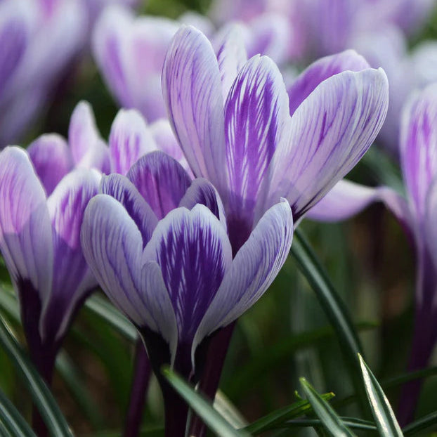 Crocus 'King of Stripe'