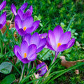 Crocus 'Ruby Giant'