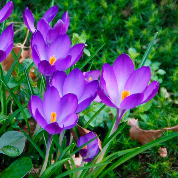 Crocus 'Ruby Giant'