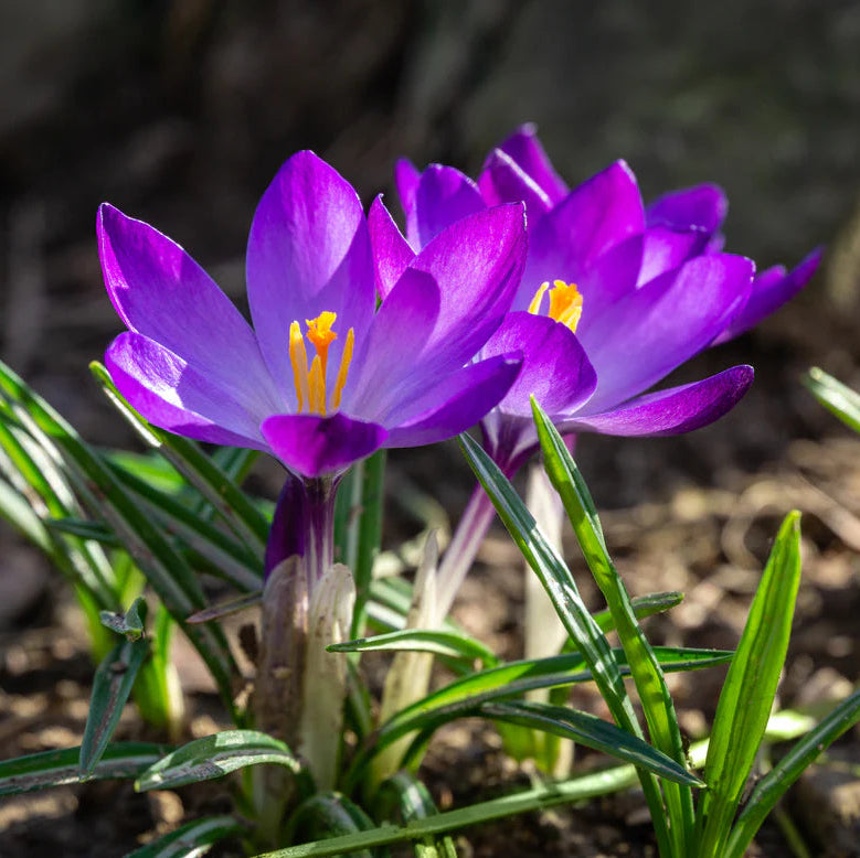 Crocus 'Ruby Giant'