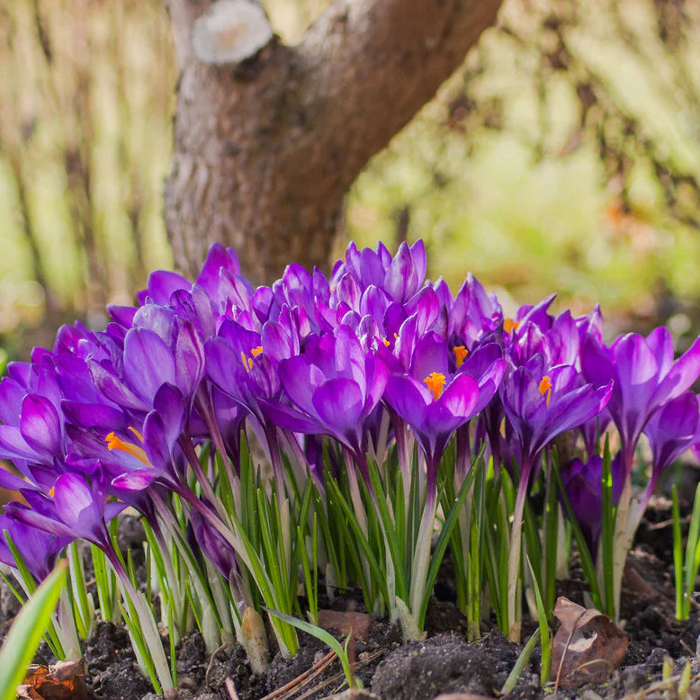 Crocus 'Ruby Giant'
