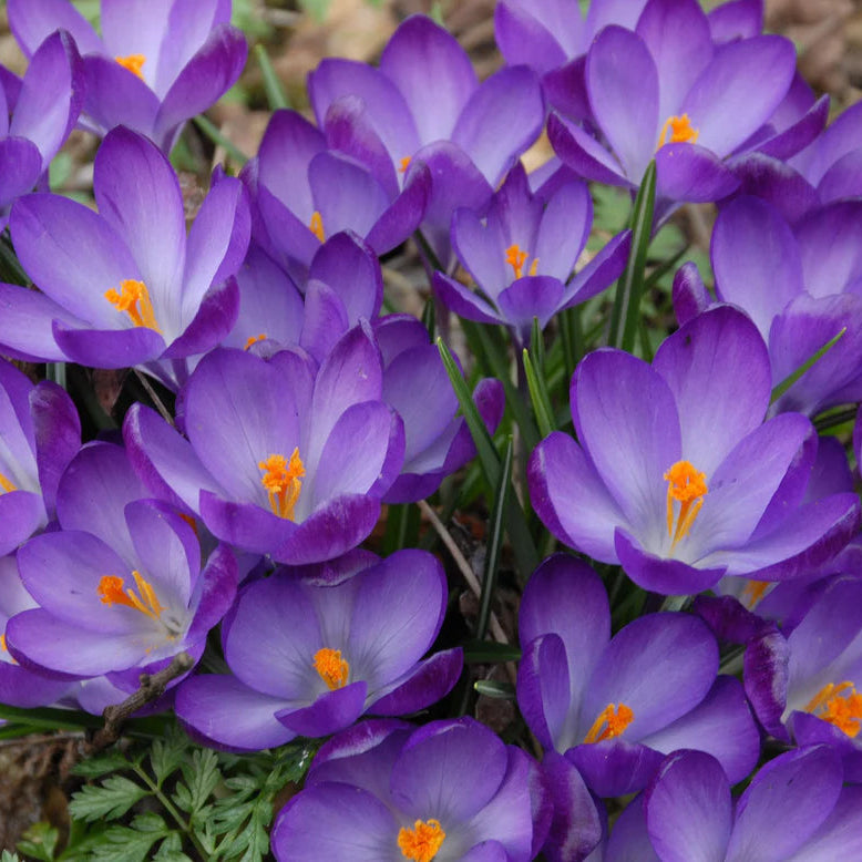Crocus 'Ruby Giant'