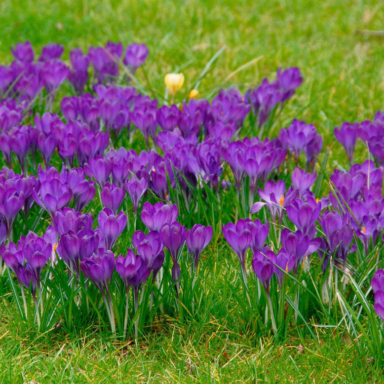 Crocus 'Ruby Giant'
