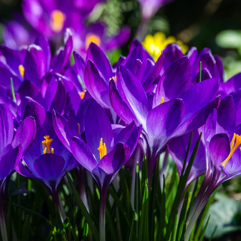 Crocus 'Ruby Giant'