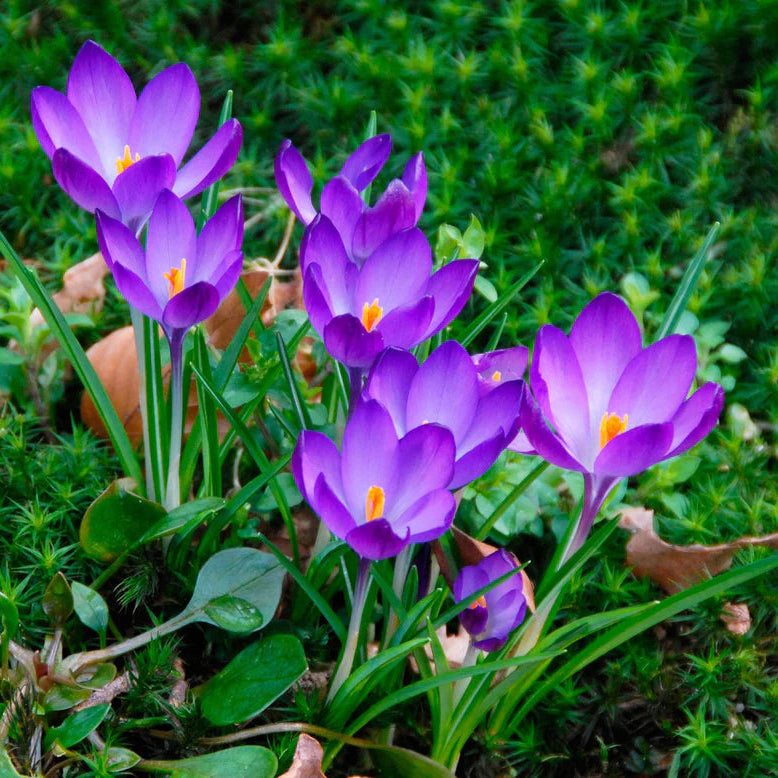 Crocus 'Ruby Giant'