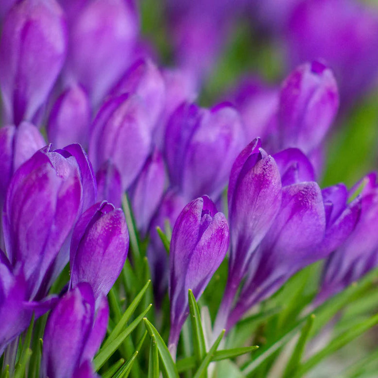 Crocus 'Ruby Giant'