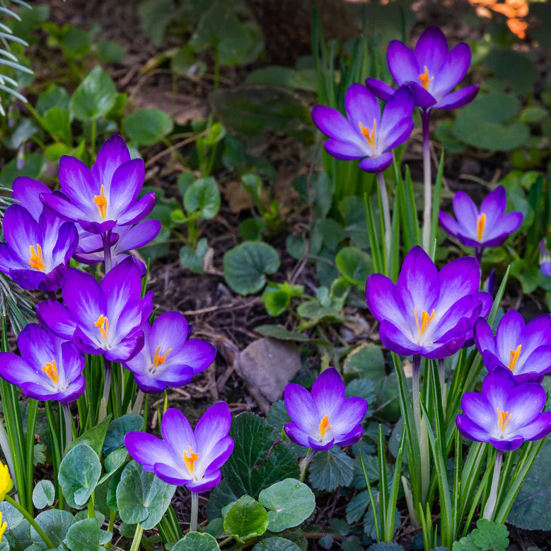 Crocus 'Ruby Giant'