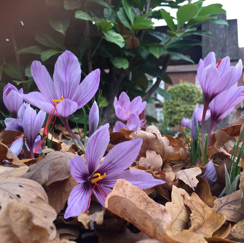 crocus pour le safran
