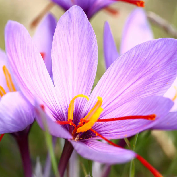 crocus pour le safran