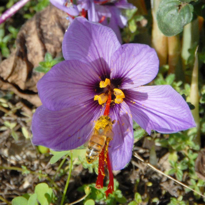 crocus pour le safran