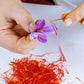 crocus pour le safran