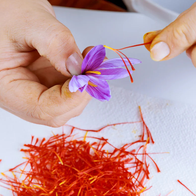 crocus pour le safran