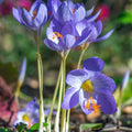 crocus bleu