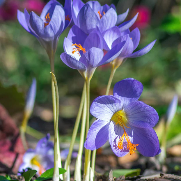 crocus bleu Imagen
