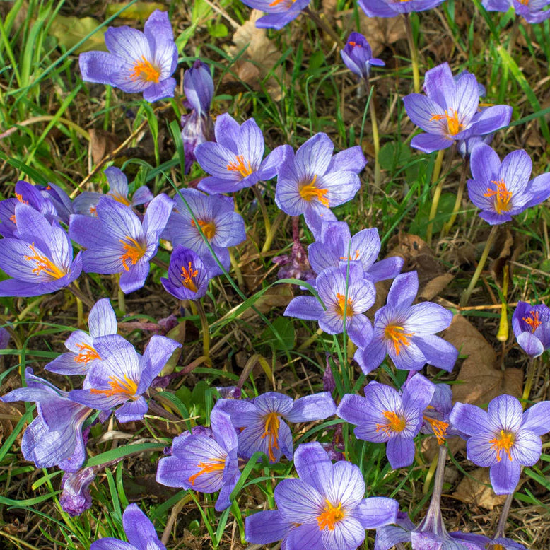 crocus bleu