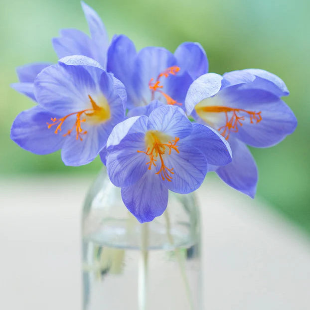 crocus bleu