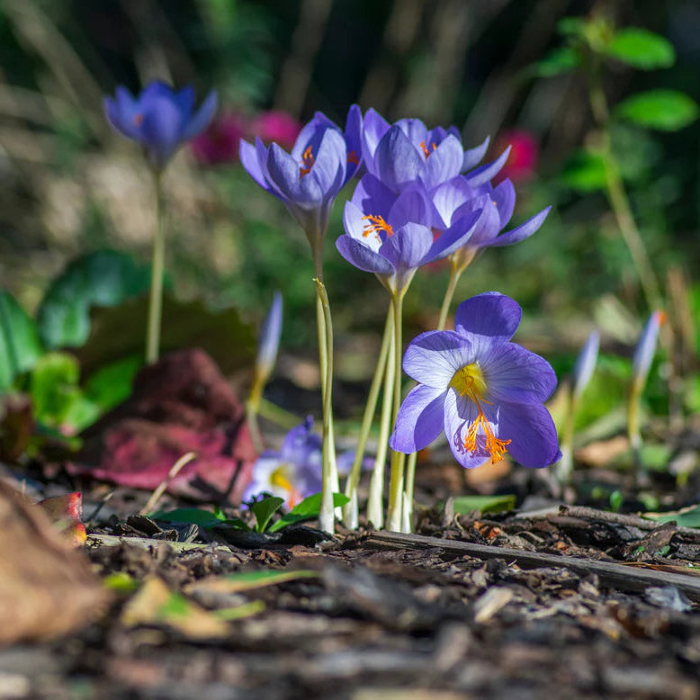 crocus bleu