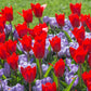 Crocus striés